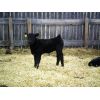 Image 4 : Cayley Farming Company - 30 Black Angus X Pairs (Cayley, AB)
