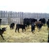Image 5 : Cayley Farming Company - 30 Black Angus X Pairs (Cayley, AB)