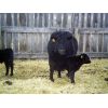 Image 6 : Cayley Farming Company - 30 Black Angus X Pairs (Cayley, AB)