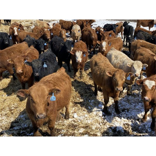 Tom Hunter - 770# Heifers - 150 Head (Didsbury, AB)