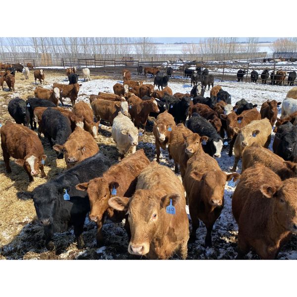 Tom Hunter - 690# Heifers - 85 Head (Didsbury, AB)