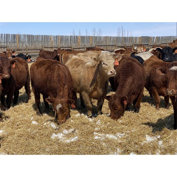 R7 Farms - 775# Heifers - 75 Head (Didsbury, AB)