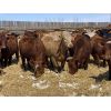 Image 1 : R7 Farms - 775# Heifers - 75 Head (Didsbury, AB)