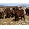 Image 2 : R7 Farms - 775# Heifers - 75 Head (Didsbury, AB)