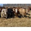 Image 4 : R7 Farms - 775# Heifers - 75 Head (Didsbury, AB)