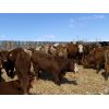 Image 5 : R7 Farms - 775# Heifers - 75 Head (Didsbury, AB)