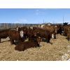 Image 6 : R7 Farms - 775# Heifers - 75 Head (Didsbury, AB)