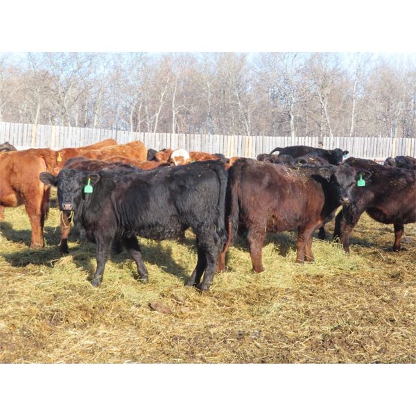 Robin Poole & Wayne Grose - 925# Heifers - 65 Head (Moosomin, SK)