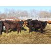 Image 2 : Robin Poole & Wayne Grose - 925# Heifers - 65 Head (Moosomin, SK)