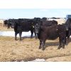 Image 4 : Robin Poole & Wayne Grose - 925# Heifers - 65 Head (Moosomin, SK)