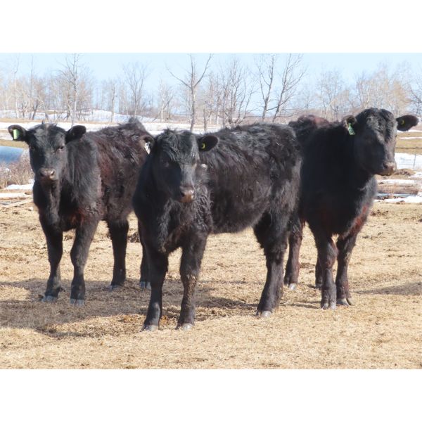 Robin Poole & Wayne Grose - 825# Heifers - 73 Head (Moosomin, SK)