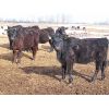Image 2 : Robin Poole & Wayne Grose - 825# Heifers - 73 Head (Moosomin, SK)
