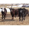 Image 3 : Robin Poole & Wayne Grose - 825# Heifers - 73 Head (Moosomin, SK)