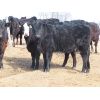Image 4 : Robin Poole & Wayne Grose - 825# Heifers - 73 Head (Moosomin, SK)