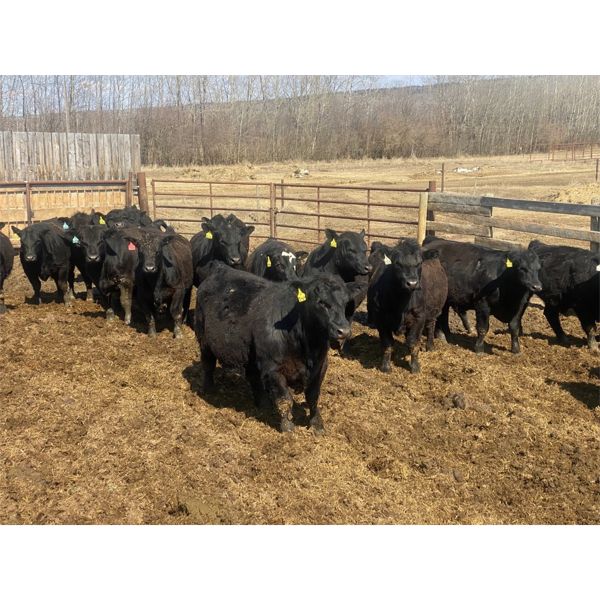 Athabasca Colony Farming Co. Ltd. - 1000# Steers - 193 Head (Athabasca, AB)