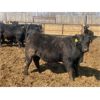 Image 3 : Athabasca Colony Farming Co. Ltd. - 1000# Steers - 193 Head (Athabasca, AB)