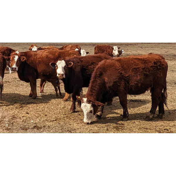 Donalda Farming Co. - 9 1st & 2nd Calf Pairs (Donalda, AB)