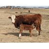 Image 2 : Donalda Farming Co. - 9 1st & 2nd Calf Pairs (Donalda, AB)