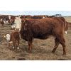 Image 3 : Donalda Farming Co. - 9 1st & 2nd Calf Pairs (Donalda, AB)