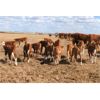Image 5 : Donalda Farming Co. - 9 1st & 2nd Calf Pairs (Donalda, AB)