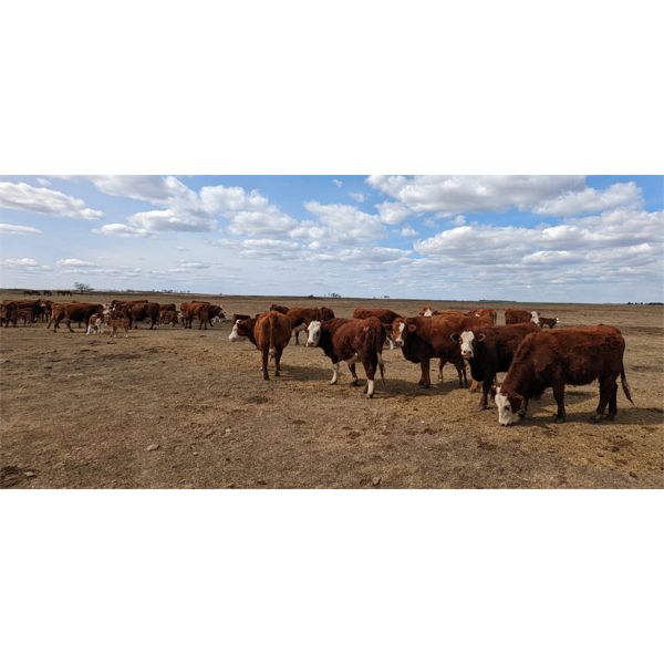 Donalda Farming Co. - 6 5th Calf Pairs (Donalda, AB)