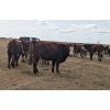 Image 2 : Donalda Farming Co. - 6 5th Calf Pairs (Donalda, AB)