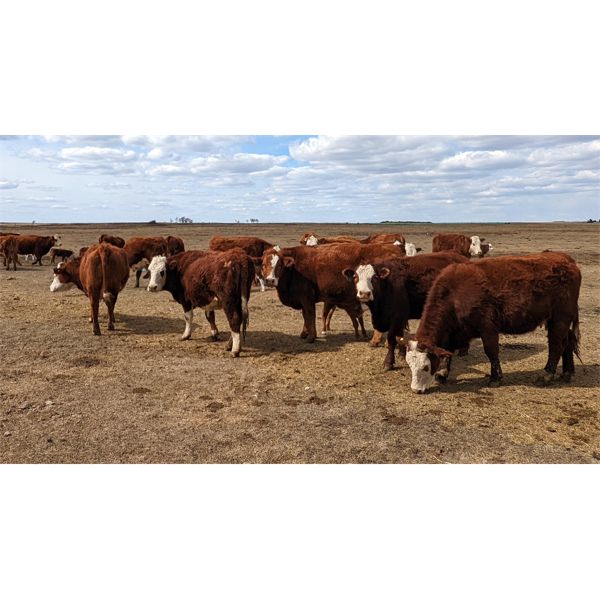 Donalda Farming Co. - 9 6th Calf Pairs (Donalda, AB)