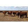 Image 1 : Donalda Farming Co. - 9 6th Calf Pairs (Donalda, AB)
