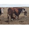 Image 2 : Donalda Farming Co. - 9 6th Calf Pairs (Donalda, AB)