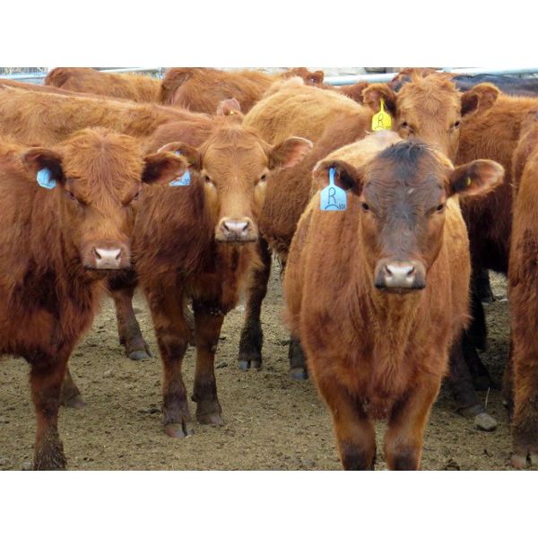 Jeff & Bonnie Resch - 660# Heifers - 92 Head (Leader, SK)