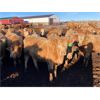 Image 3 : Cross Bar Cattle Co. - 975# Heifers - 200 Head (Kerrobert, SK)