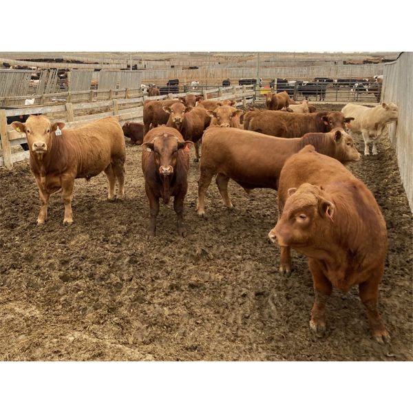 Beefbooster Inc. - 1250# Virgin Bulls - 14 Head (Airdrie, AB)