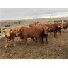 Image 2 : Beefbooster Inc. - 1250# Virgin Bulls - 14 Head (Airdrie, AB)