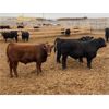 Image 1 : Beefbooster Inc. - 1050# Virgin Bulls - 44 Head (Airdrie, AB)