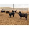 Image 2 : Beefbooster Inc. - 1050# Virgin Bulls - 44 Head (Airdrie, AB)