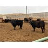 Image 5 : Beefbooster Inc. - 1050# Virgin Bulls - 44 Head (Airdrie, AB)