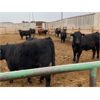 Image 6 : Beefbooster Inc. - 1050# Virgin Bulls - 44 Head (Airdrie, AB)