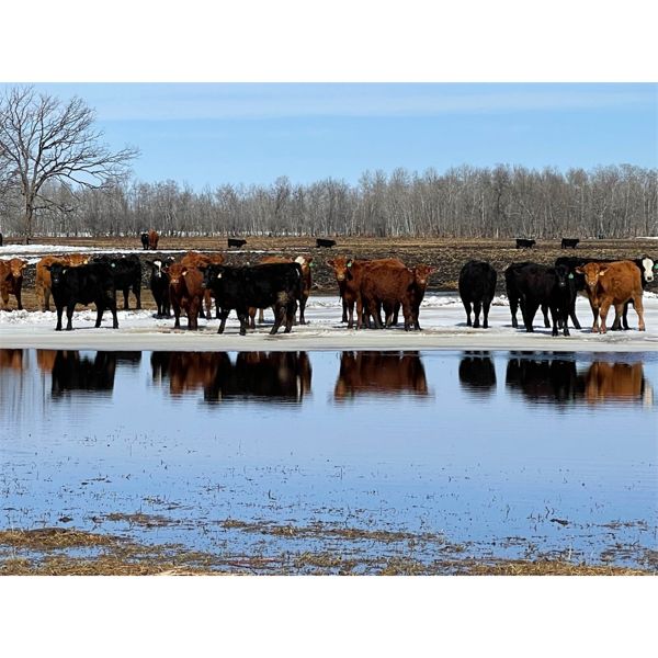 Calvin Reykdal - 750# Steers - 80 Head (Vogar, MB)