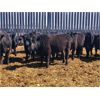 Image 5 : Woodland Farms - 600# Steers - 90 Head (Duffield, AB)