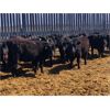 Image 6 : Woodland Farms - 600# Steers - 90 Head (Duffield, AB)