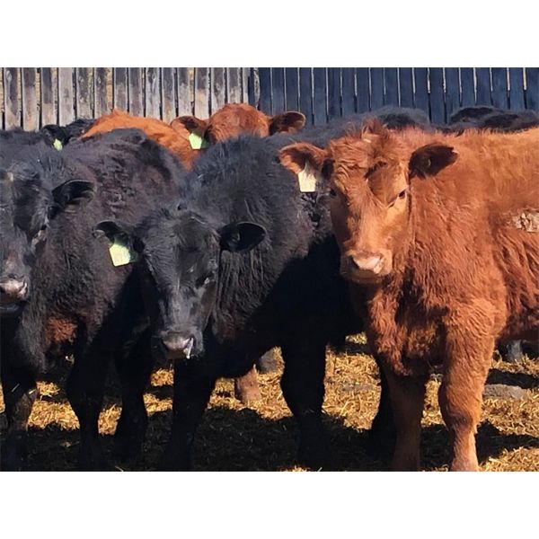 Woodland Farms - 600# Steers - 90 Head (Duffield, AB)