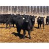 Image 2 : Woodland Farms - 600# Steers - 90 Head (Duffield, AB)