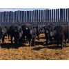 Image 4 : Woodland Farms - 600# Steers - 90 Head (Duffield, AB)