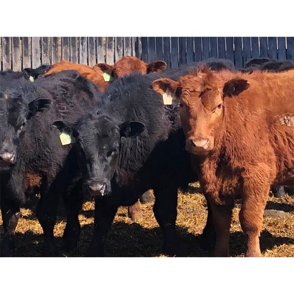 Woodland Farms - 600# Steers - 90 Head (Duffield, AB)