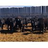 Image 4 : Woodland Farms - 600# Steers - 90 Head (Duffield, AB)