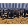 Image 5 : Woodland Farms - 600# Steers - 90 Head (Duffield, AB)