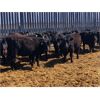 Image 6 : Woodland Farms - 600# Steers - 90 Head (Duffield, AB)