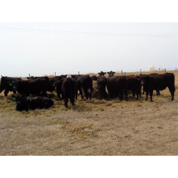 Kitsim Cattle - 980# Steers - 121 Head (Rainier, AB)