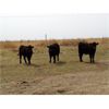 Image 2 : Kitsim Cattle - 980# Steers - 121 Head (Rainier, AB)
