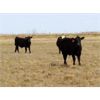 Image 3 : Kitsim Cattle - 980# Steers - 121 Head (Rainier, AB)